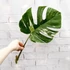 Kép 1/8 - Monstera deliciosa albo 'Variegata' dugvány