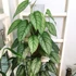 Kép 1/4 - Monstera siltepecana 'El Salvador'