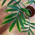 Kép 1/6 - Monstera subpinnata dugvány, levél nélkül