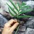 Kép 3/6 - Monstera subpinnata dugvány, levél nélkül