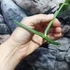 Kép 4/6 - Monstera subpinnata dugvány, levél nélkül