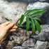 Kép 5/6 - Monstera subpinnata dugvány, levél nélkül