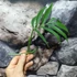Kép 6/6 - Monstera subpinnata dugvány, levél nélkül
