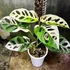 Kép 1/7 - Monstera adansonii 'Variegata'