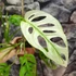 Kép 2/7 - Monstera adansonii 'Variegata'