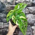 Kép 7/7 - Monstera adansonii 'Variegata'