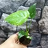 Kép 10/13 - Monstera deliciosa 'Thai Constellation'