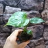 Kép 3/13 - Monstera deliciosa 'Thai Constellation'