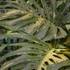 Kép 1/15 - Monstera deliciosa 'Thai Constellation'