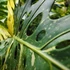 Kép 7/13 - Monstera deliciosa 'Thai Constellation'