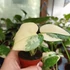 Kép 4/16 - Monstera deliciosa 'Thai Constellation'