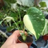 Kép 2/16 - Monstera deliciosa 'Thai Constellation'
