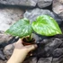 Kép 4/13 - Monstera deliciosa 'Thai Constellation'