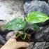 Kép 13/13 - Monstera deliciosa 'Thai Constellation'