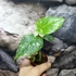 Kép 2/13 - Monstera deliciosa 'Thai Constellation'