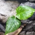 Kép 5/13 - Monstera deliciosa 'Thai Constellation'
