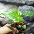 Kép 8/13 - Monstera deliciosa 'Thai Constellation'