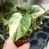 Kép 6/16 - Monstera deliciosa 'Thai Constellation'