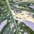 Kép 1/13 - Monstera deliciosa 'Thai Constellation'