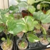 Kép 6/13 - Monstera deliciosa 'Thai Constellation'