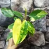 Kép 4/7 - Philodendron burle marx 'Variegata'
