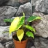 Kép 3/7 - Philodendron burle marx 'Variegata'