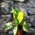 Kép 5/7 - Philodendron burle marx 'Variegata'