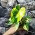 Kép 2/7 - Philodendron burle marx 'Variegata'