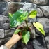 Kép 6/7 - Philodendron burle marx 'Variegata'