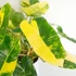 Kép 1/7 - Philodendron burle marx 'Variegata'