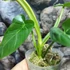 Kép 3/7 - Philodendron maximum