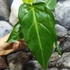 Kép 4/7 - Philodendron maximum