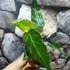Kép 5/7 - Philodendron maximum