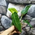 Kép 6/7 - Philodendron maximum