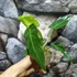 Kép 7/7 - Philodendron maximum
