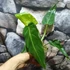 Kép 2/7 - Philodendron maximum