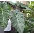 Kép 1/7 - Philodendron maximum