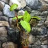 Kép 3/6 - Philodendron Fuzzy Petiole