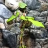 Kép 5/6 - Philodendron Fuzzy Petiole