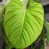 Kép 1/6 - Philodendron Fuzzy Petiole
