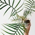 Kép 1/6 - Philodendron bipinnatifidum 'Tortum'