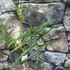 Kép 3/6 - Philodendron bipinnatifidum 'Tortum'