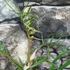 Kép 5/6 - Philodendron bipinnatifidum 'Tortum'