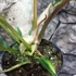 Kép 6/6 - Philodendron bipinnatifidum 'Tortum'