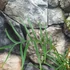 Kép 4/6 - Philodendron bipinnatifidum 'Tortum'