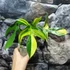 Kép 3/11 - Philodendron 'Florida beauty' (variegata)