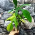 Kép 11/11 - Philodendron 'Florida beauty' (variegata)