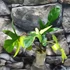 Kép 2/11 - Philodendron 'Florida beauty' (variegata)