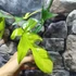 Kép 5/11 - Philodendron 'Florida beauty' (variegata)