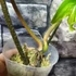 Kép 7/11 - Philodendron 'Florida beauty' (variegata)